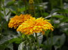 Heliopsis 'Sunburst'