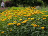 Heliopsis 'Sunburst'