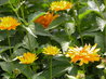 Heliopsis 'Jupiter'