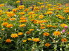 Heliopsis 'Jupiter'