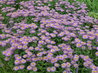 Erigeron 'Mesa Grande'