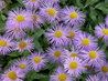 Erigeron 'Mesa Grande'