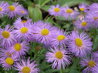 Erigeron 'Mesa Grande'