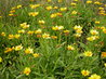 Coreopsis grandiflora