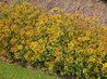 Sedum arboroseum