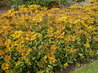 Sedum arboroseum