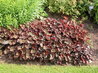 Heuchera micrantha 'Palace Purple'