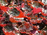 Heuchera micrantha 'Palace Purple'