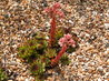 Flowering Sempervivum 'El Toro'