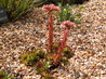 Sempervivum 'El Toro'