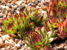 Sempervivum 'El Toro'