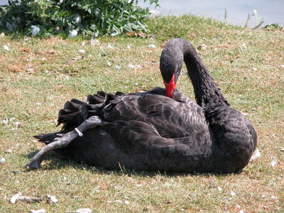 Black Swan