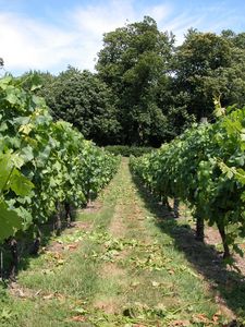 Vineyard