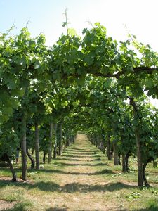 Vineyard