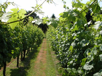 Vineyard