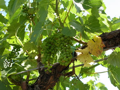 Vineyard