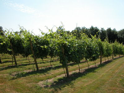 Vineyard