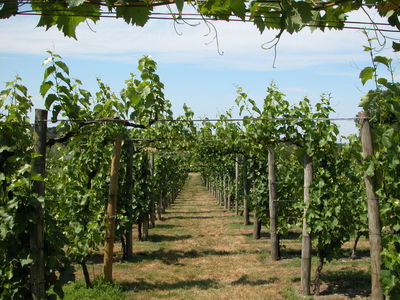 Vineyard