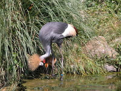 Crowned Crane