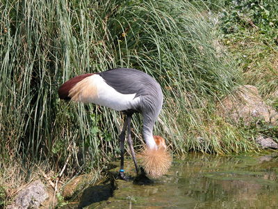 Crowned Crane