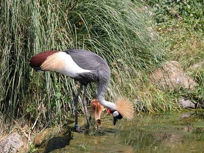 Crowned Crane