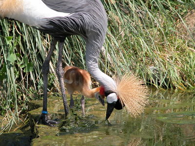 Crowned Crane with chick