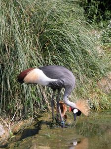 Crowned Crane