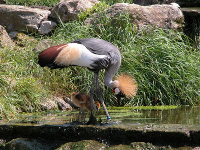 Crowned Crane