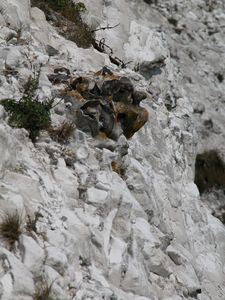 White Cliffs of Dover