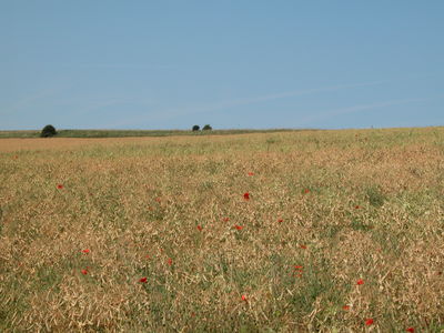 White Cliffs of Dover
