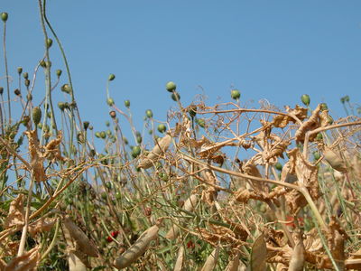 White Cliffs of Dover
