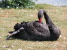Black Swan