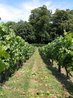 Vineyard