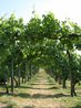 Vineyard