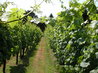 Vineyard