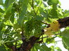 Vineyard