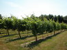 Vineyard