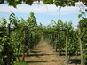 Vineyard