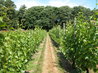 Vineyard