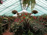 Greenhouses
