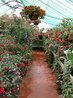 Greenhouses