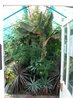 Greenhouses