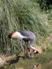 Crowned Crane