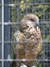 Kea