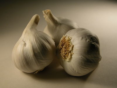 Garlic