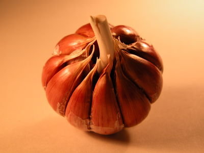 Garlic