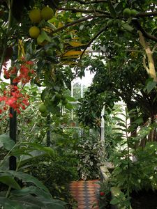 Orangery