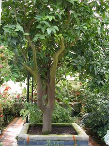 Orangery