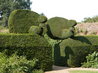 Peacock Topiary