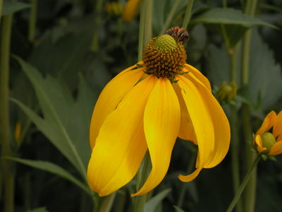 Rudbeckia 'Herbstonne'